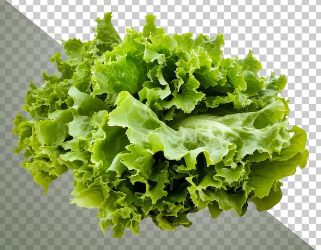 Fresh green leafy lettuce on a white background cut out stock png