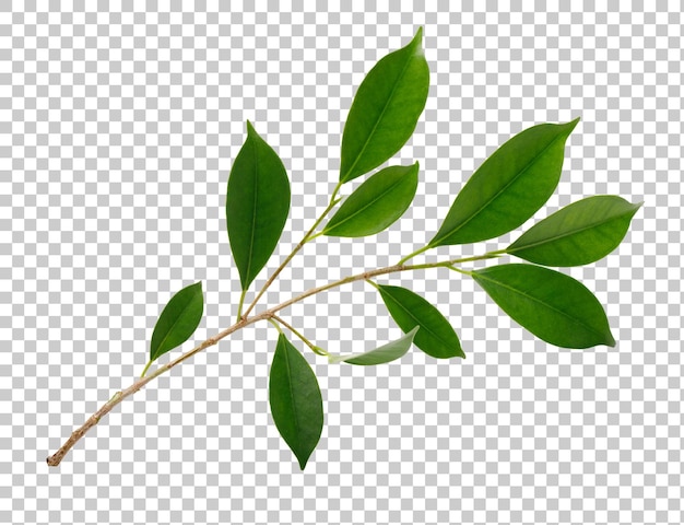Fresh green leaves branch macro shot PNG transparency