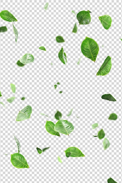 PSD fresh green leaves overlay greenery