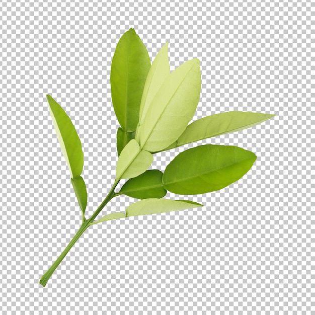 Fresh green lemon leaves branch isolated rendering