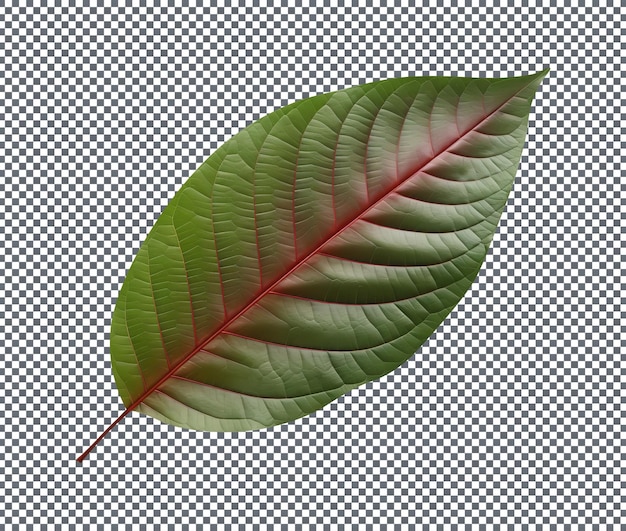 PSD fresh green mahogany leaf isolated on transparent background