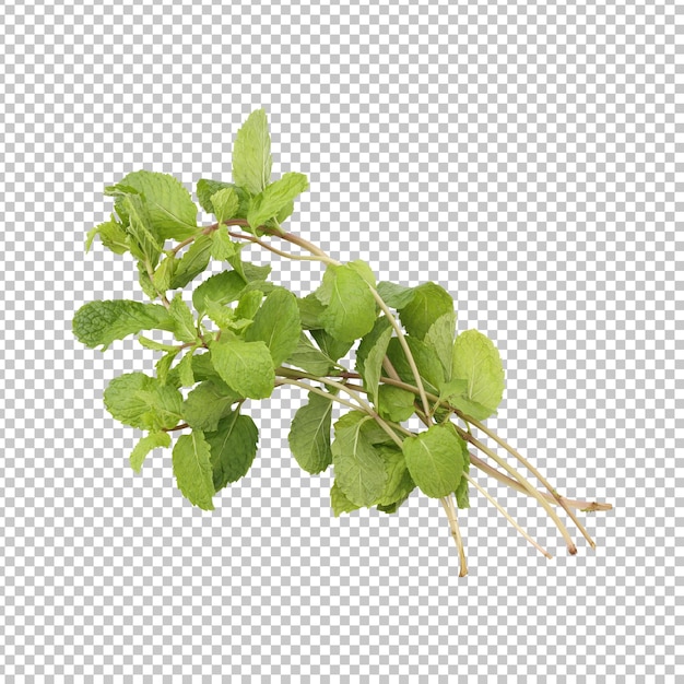 PSD fresh green mint leaves branch isolated rendering