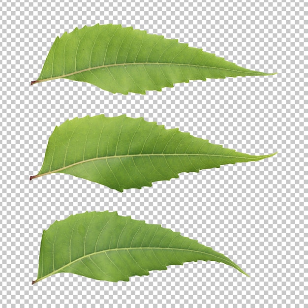 Fresh green neem leaves isolated rendering