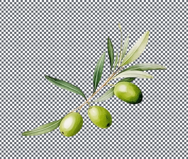 Fresh green olives branch isolated on transparent background