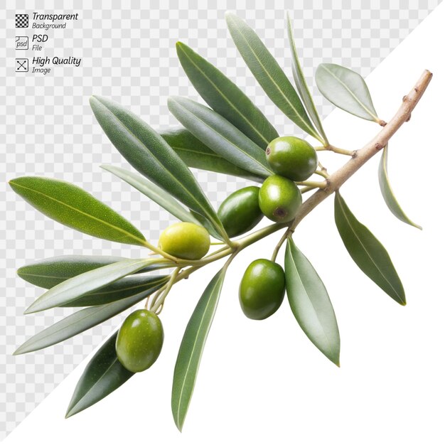 PSD fresh green olives on a branch with vibrant leaves