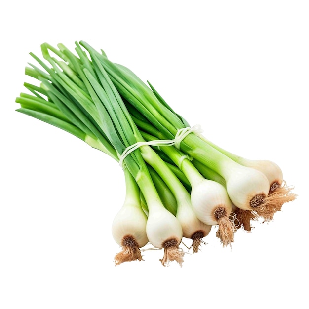 Fresh green onion high quality isolated