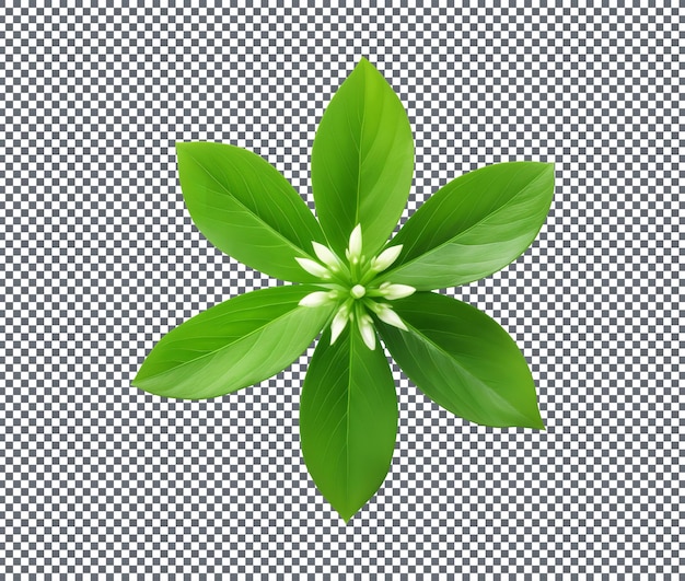 PSD fresh green sweet woodruff leaf isolated on transparent background