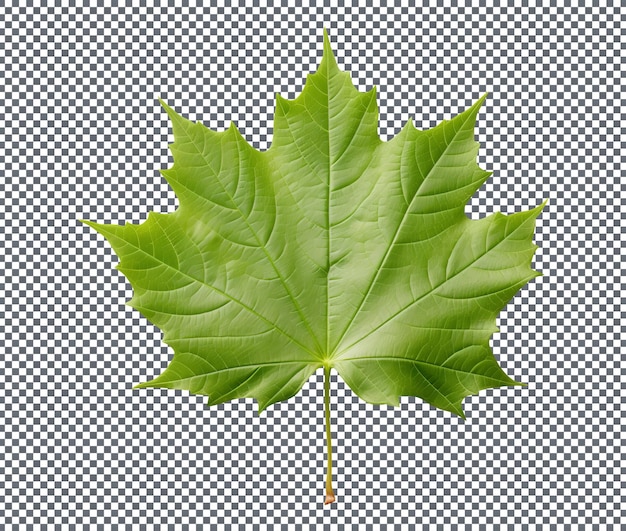 Fresh green sycamore leaf isolated on transparent background