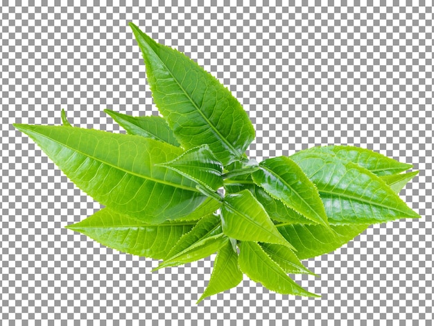 Fresh green tea leaves isolated on transparent background