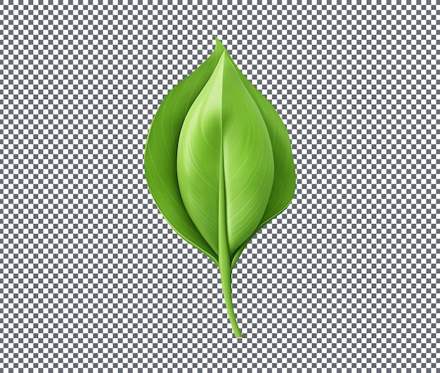 Fresh green Tulip Leaf isolated on transparent background