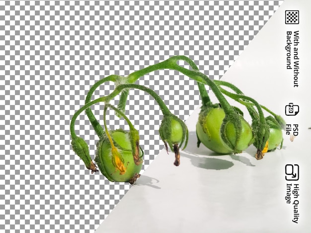 fresh green vegetable isolated on a white surface