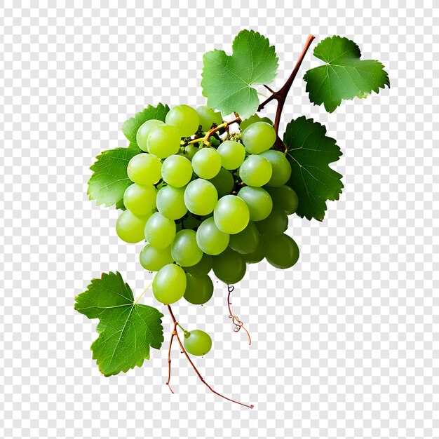 Uva di vino verde fresca png isolata su sfondo trasparente psd premium