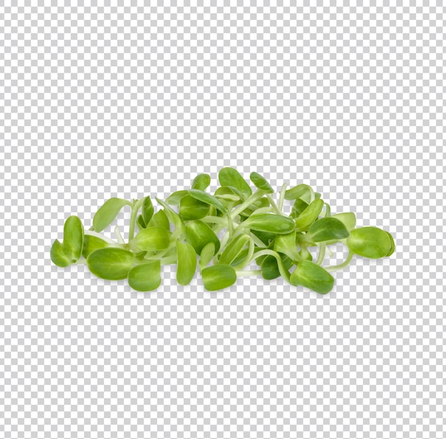 PSD fresh green young sunflower sprouts isolated premium psd