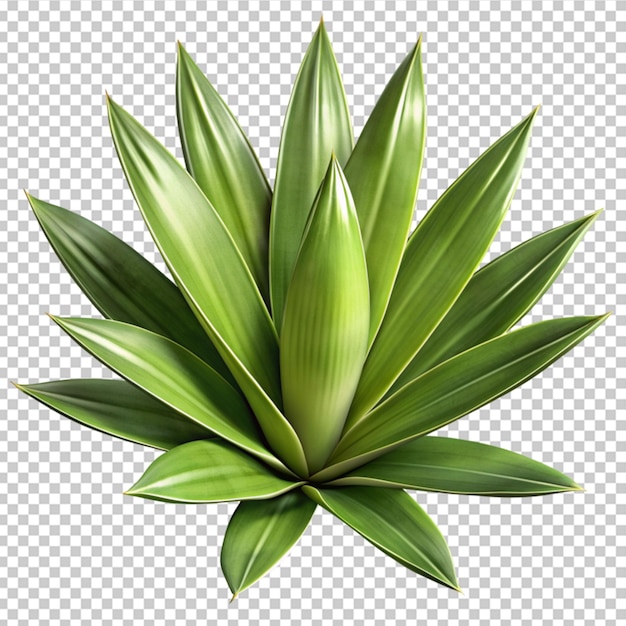 PSD fresh green yucca leaf