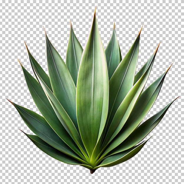 PSD fresh green yucca leaf