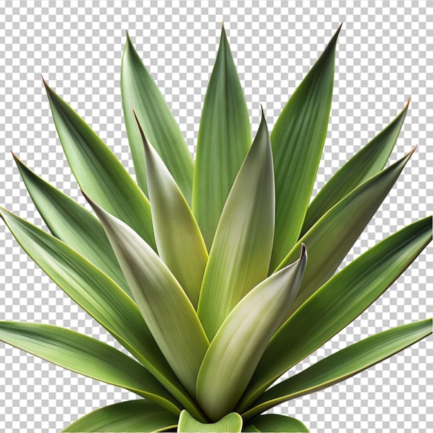 PSD fresh green yucca leaf