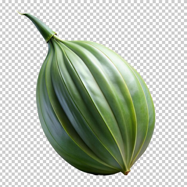 PSD fresh green yucca leaf