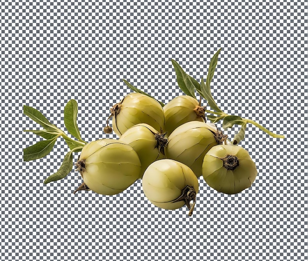 PSD fresh grusas capers in sunlight isolated on transparent background