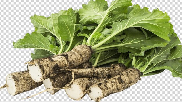 PSD fresh horseradish root isolated on transparent background