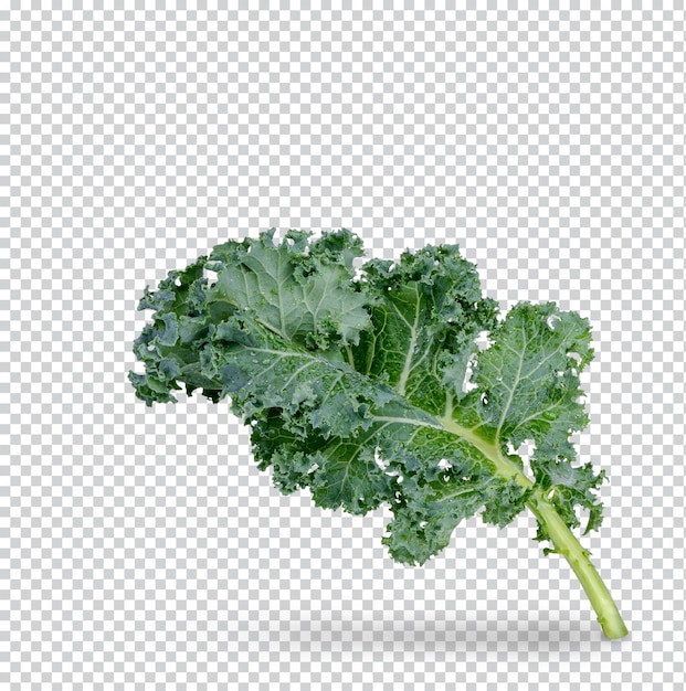 Fresh kale with water drops isolated premium psd