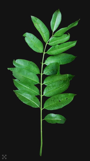 Fresh leaves on tree twig a green foliage isoleted