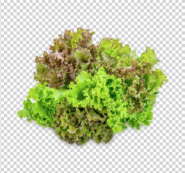 PSD fresh lettuce isolated premium psd