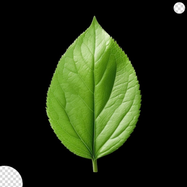 Fresh lettuce leave png