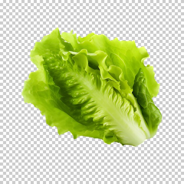 PSD fresh lettuce png on transparent background