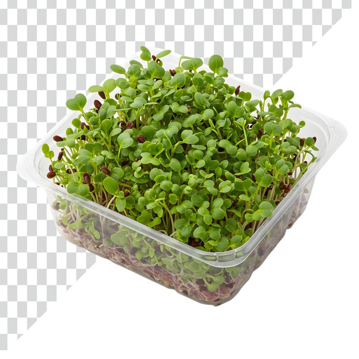 PSD fresh microgreens in a clear plastic container