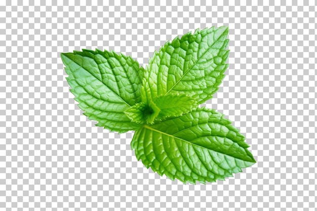 PSD fresh mint leafs isolated on transparent or white background png