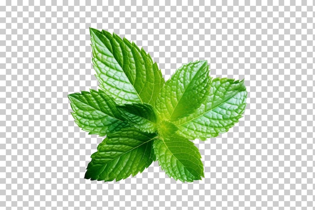 PSD fresh mint leafs isolated on transparent or white background png