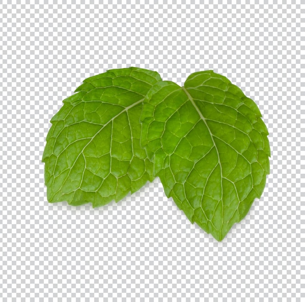 PSD fresh mint leaves isolated premium psd