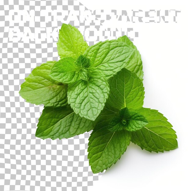 PSD fresh mint leaves isolated on transparent background