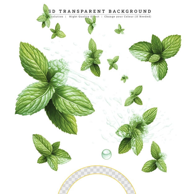 PSD fresh mint leaves on white background