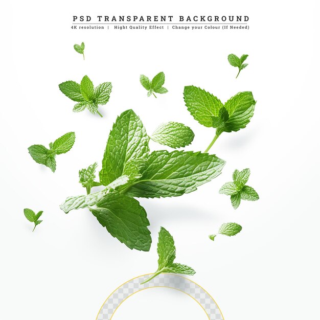 PSD fresh mint leaves on white background