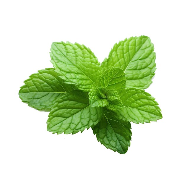 PSD fresh mint leaves