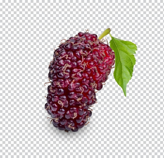 Fresh mulberry with leaves isolated Permium PSD