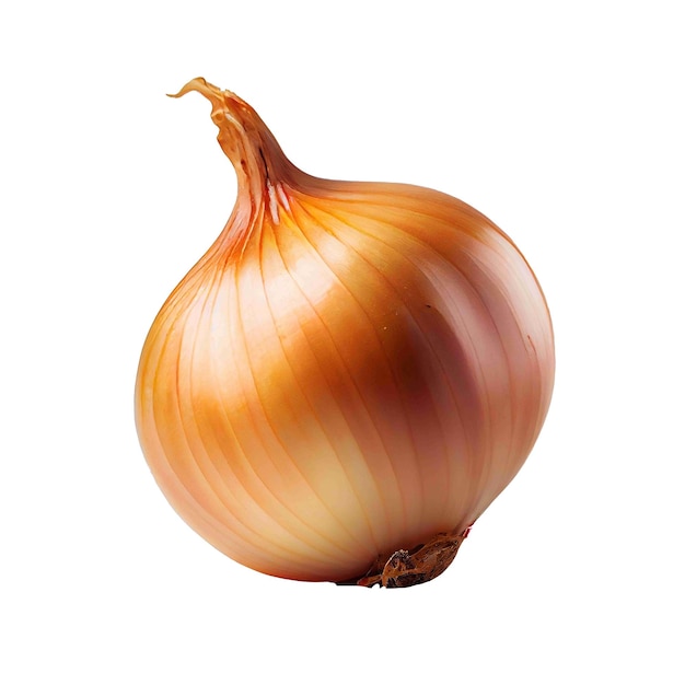 Fresh onion high quality isolated