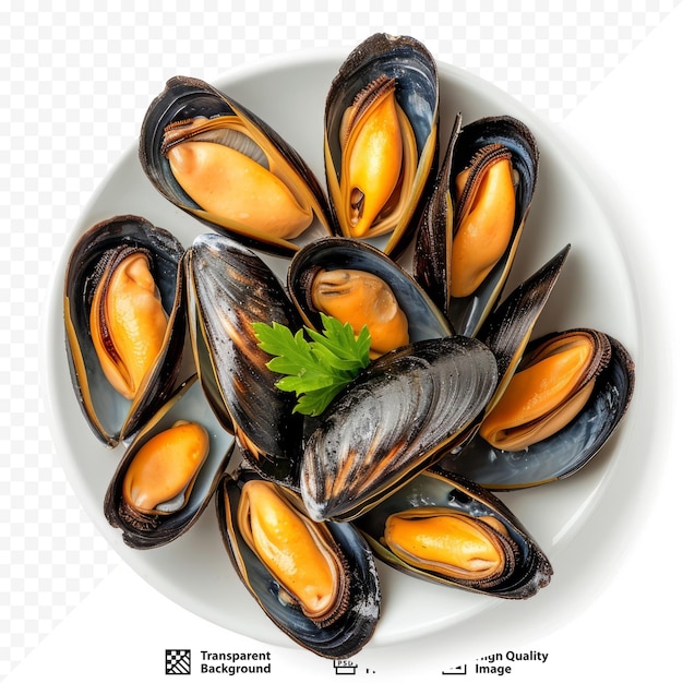 PSD fresh opened and steamed mussels in their shells seafood concept close up