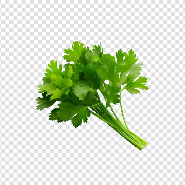 PSD fresh organic coriander leaves on a transparent background