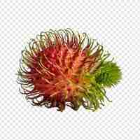 PSD 透明な背景のプレミアムpsdに分離された新鮮なオーガニックランブタン (rambutan) png