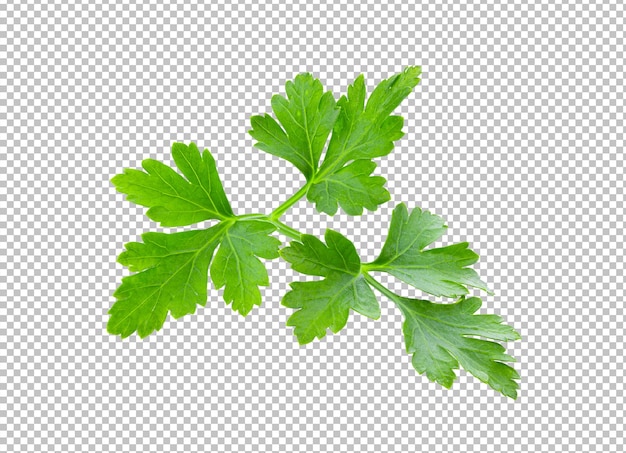 Fresh parsley herb isolated on alpha layer