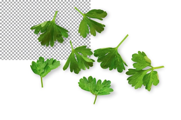 Fresh parsley leaves isolated on transparent background