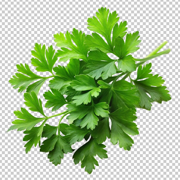 fresh parsley leaves on white background