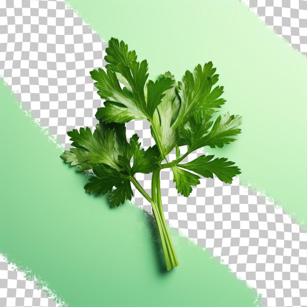 PSD fresh parsley petroselinum crispum on a transparent background