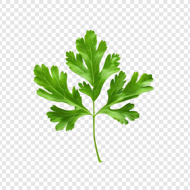 fresh parsley sprig culinary herb green leaves aromatic flavor