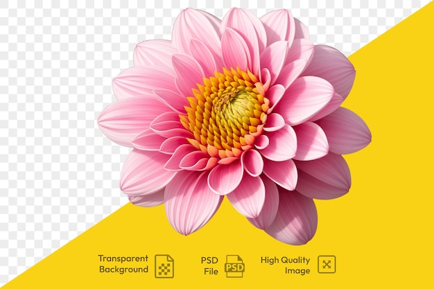 PSD fresh pink flower with yellow center on a transparent background