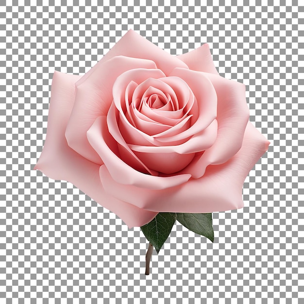 PSD Свежая розовая роза на прозрачном фоне