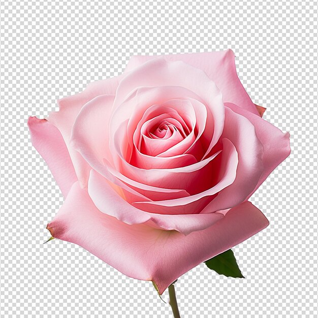 Fresh pink rose isolated on transparent background