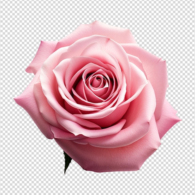 PSD fresh pink rose isolated on transparent background